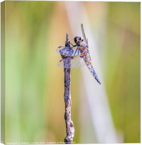 Dragonfly Canvas Print by Stephen Jenkins