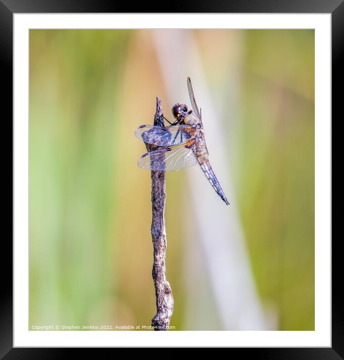 Dragonfly Framed Mounted Print by Stephen Jenkins