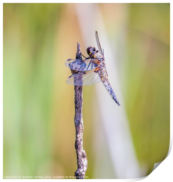 Dragonfly Print by Stephen Jenkins