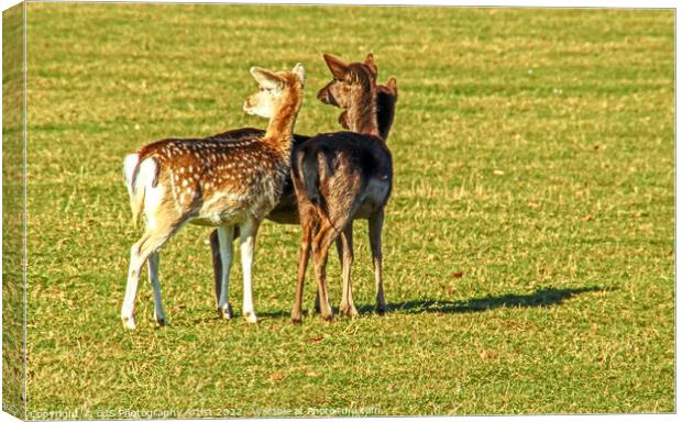 Three into One Shaddow Canvas Print by GJS Photography Artist