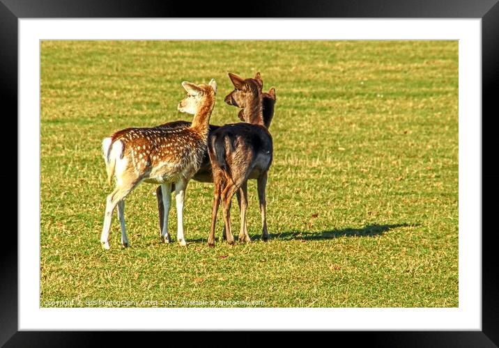 Three into One Shaddow Framed Mounted Print by GJS Photography Artist