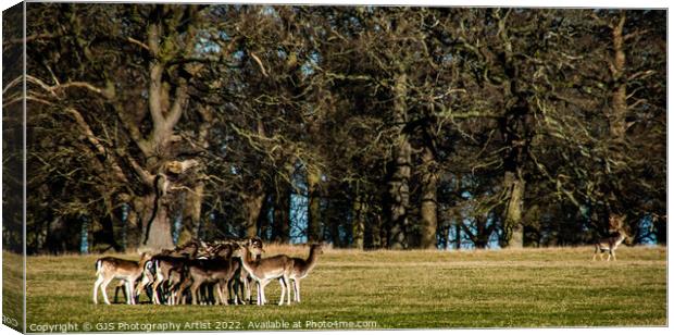 The Stag Watches His Herd Canvas Print by GJS Photography Artist