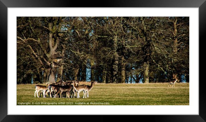 The Stag Watches His Herd Framed Mounted Print by GJS Photography Artist