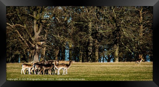 The Stag Watches His Herd Framed Print by GJS Photography Artist