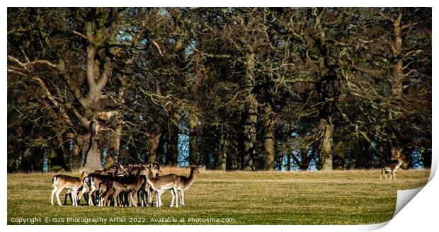 The Stag Watches His Herd Print by GJS Photography Artist
