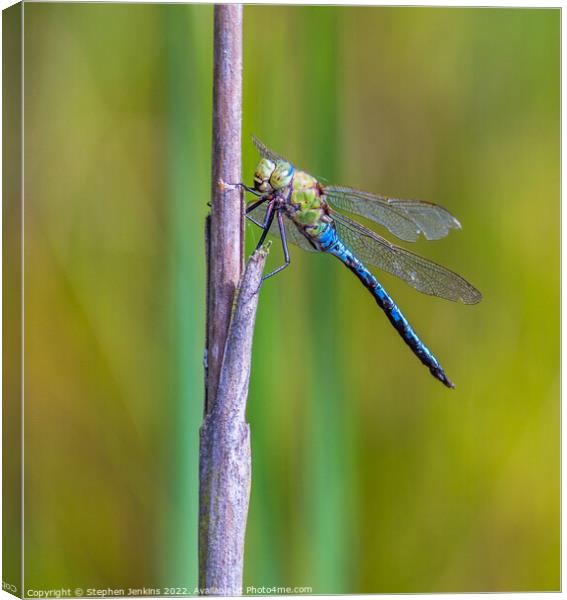 Dragonfly Canvas Print by Stephen Jenkins