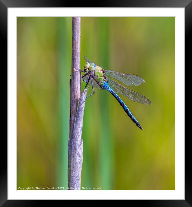 Dragonfly Framed Mounted Print by Stephen Jenkins
