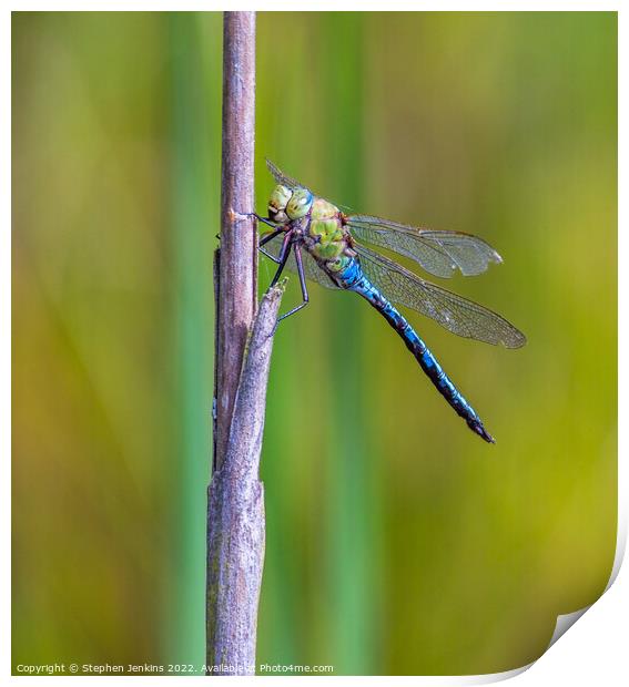 Dragonfly Print by Stephen Jenkins