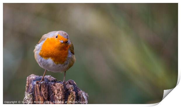 A Curious Robin Print by Stephen Jenkins