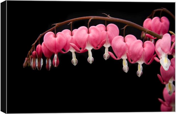 Bleeding hearts flowers isolated against black background Canvas Print by Gordon Dixon