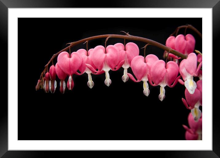 Bleeding hearts flowers isolated against black background Framed Mounted Print by Gordon Dixon