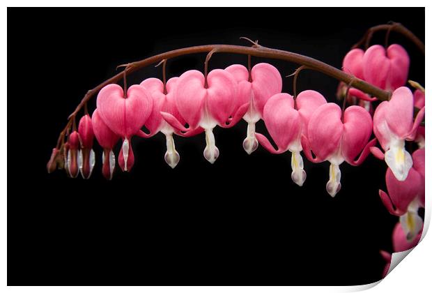 Bleeding hearts flowers isolated against black background Print by Gordon Dixon