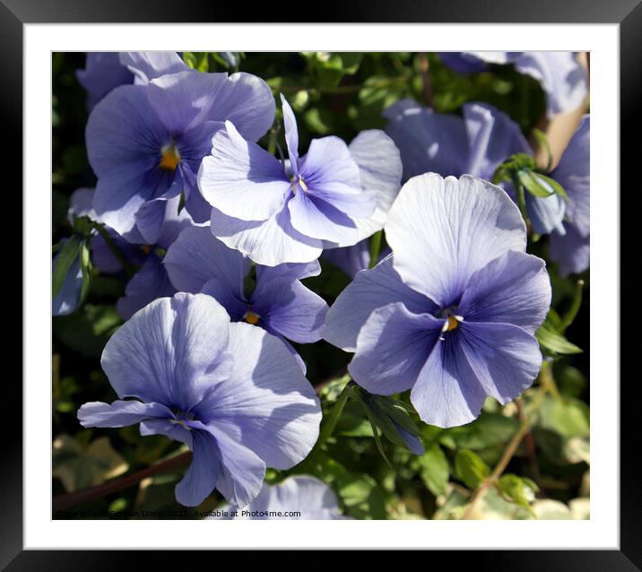 A group of pale blue pansies  Framed Mounted Print by Gordon Dixon