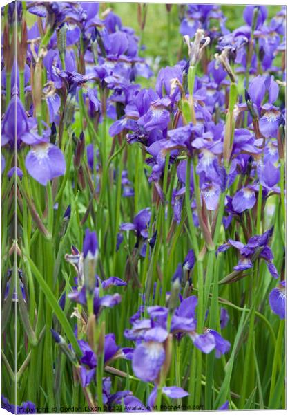 Large group of blue irises Canvas Print by Gordon Dixon