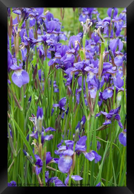 Large group of blue irises Framed Print by Gordon Dixon