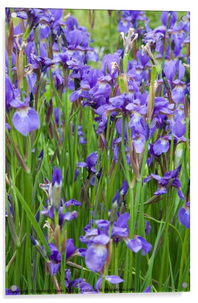 Large group of blue irises Acrylic by Gordon Dixon