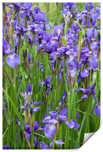 Large group of blue irises Print by Gordon Dixon
