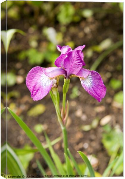 Single purple iris flower Canvas Print by Gordon Dixon