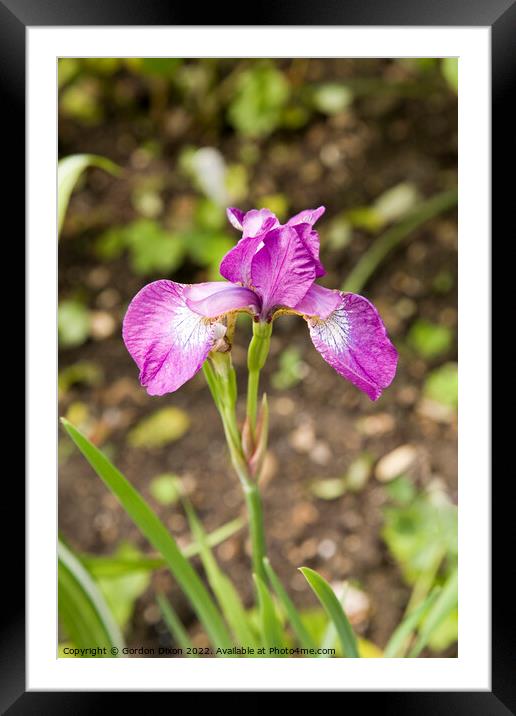 Single purple iris flower Framed Mounted Print by Gordon Dixon