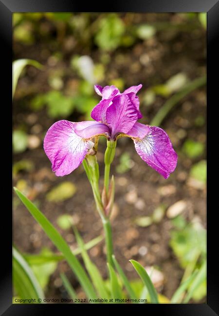 Single purple iris flower Framed Print by Gordon Dixon