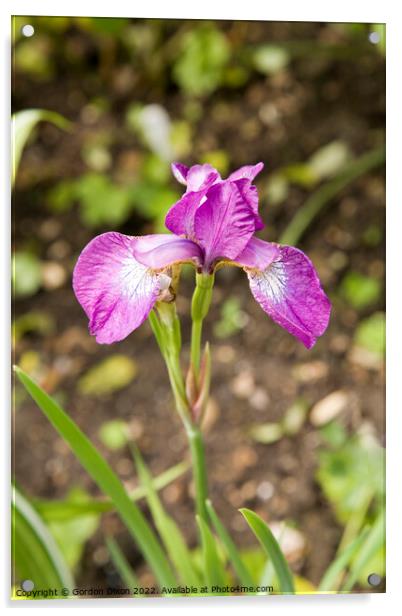 Single purple iris flower Acrylic by Gordon Dixon