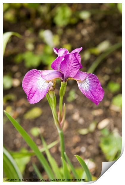 Single purple iris flower Print by Gordon Dixon