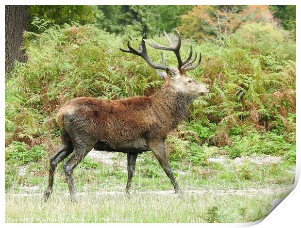 Red Deer Stag with large antlers, walking in front of ferns Print by Joan Rosie