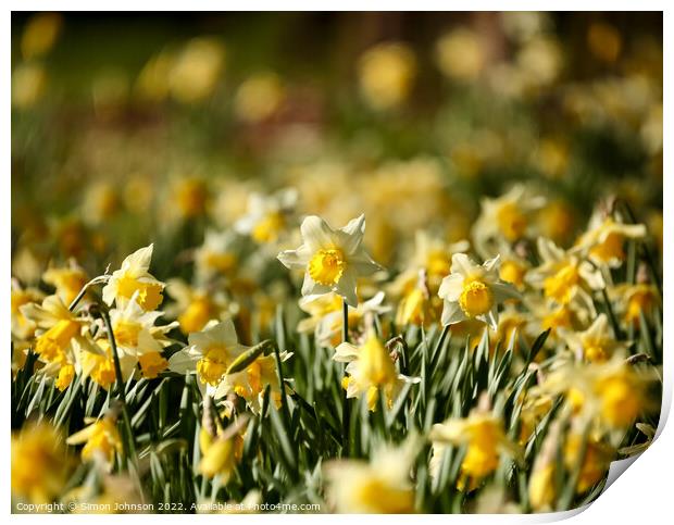A host of golden daffodils Print by Simon Johnson
