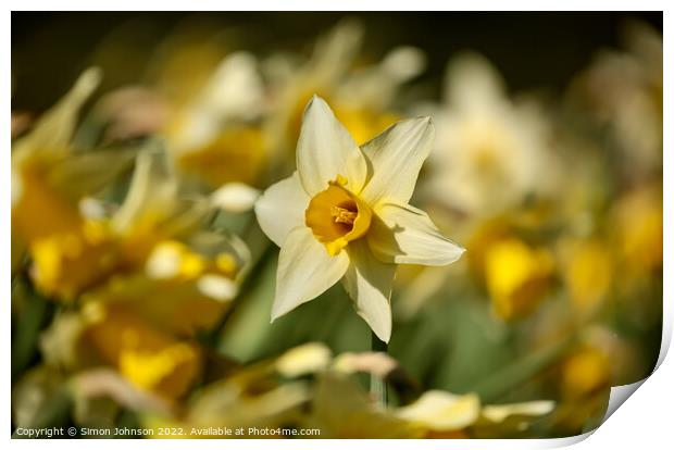 Sunlit Dafodil Print by Simon Johnson