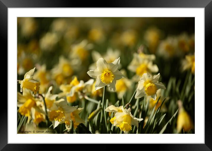 Daffodil Flowers  Framed Mounted Print by Simon Johnson