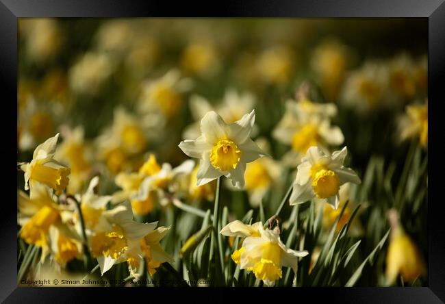 Daffodil Flowers  Framed Print by Simon Johnson