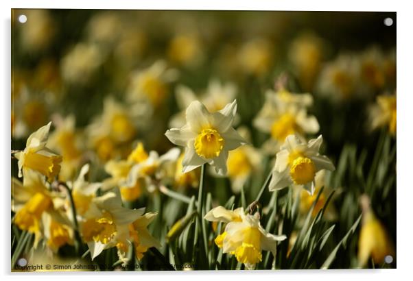 Daffodil Flowers  Acrylic by Simon Johnson