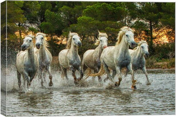 Wild White Horses in Marshes HDR Sunset Canvas Print by Helkoryo Photography
