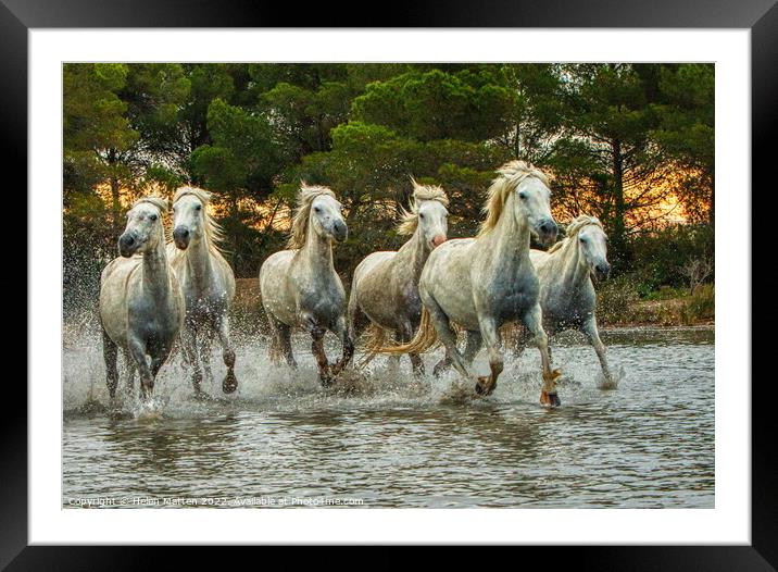 Wild White Horses in Marshes HDR Sunset Framed Mounted Print by Helkoryo Photography