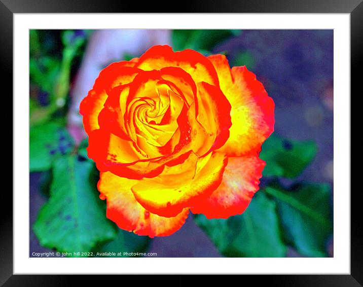 Red and Yellow Rose head in Close up. Framed Mounted Print by john hill