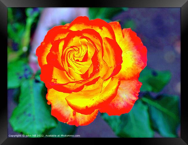 Red and Yellow Rose head in Close up. Framed Print by john hill