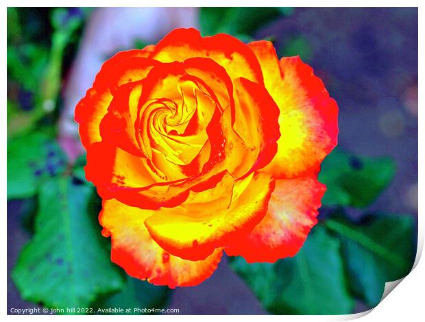 Red and Yellow Rose head in Close up. Print by john hill