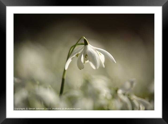 Sunlit Snowdrop Framed Mounted Print by Simon Johnson