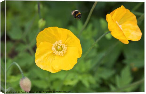 Yellow Oriental Poppy with bumble bee approaching Canvas Print by Gordon Dixon