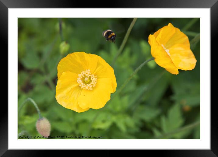 Yellow Oriental Poppy with bumble bee approaching Framed Mounted Print by Gordon Dixon