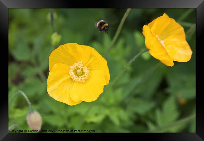 Yellow Oriental Poppy with bumble bee approaching Framed Print by Gordon Dixon