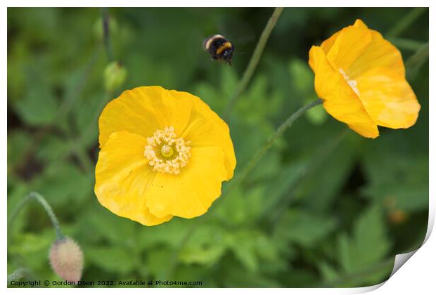 Yellow Oriental Poppy with bumble bee approaching Print by Gordon Dixon