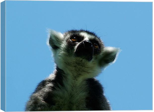 Ring Tailed Lemur Canvas Print by Hannah Scriven