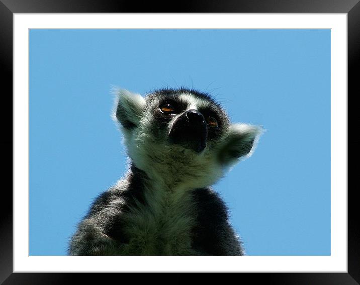 Ring Tailed Lemur Framed Mounted Print by Hannah Scriven