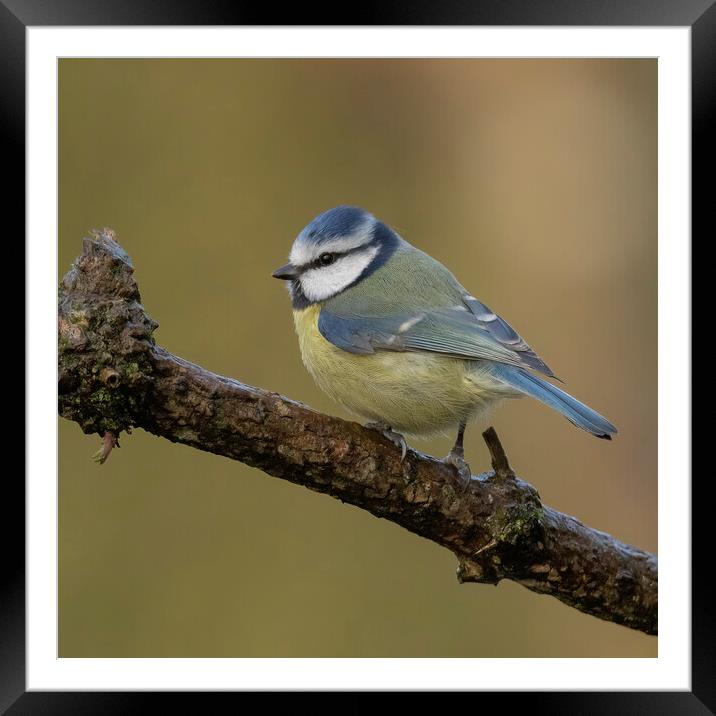 Blue Tit Perching Framed Mounted Print by Jonathan Thirkell