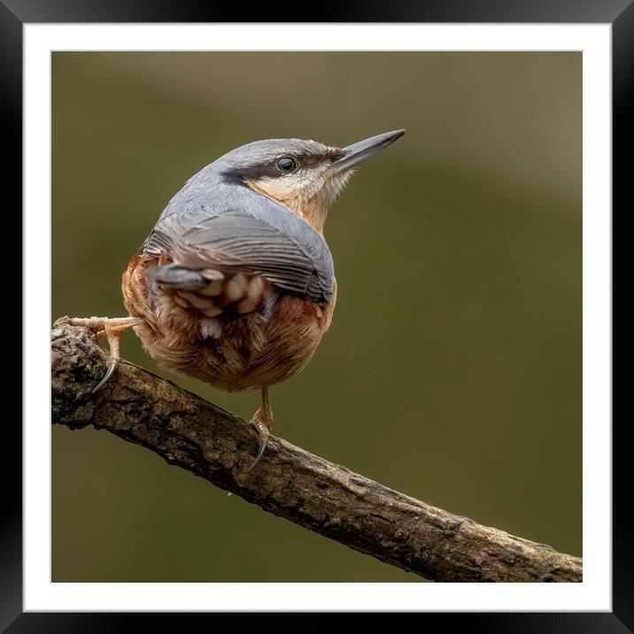 Nuthatch bird looking up Framed Mounted Print by Jonathan Thirkell