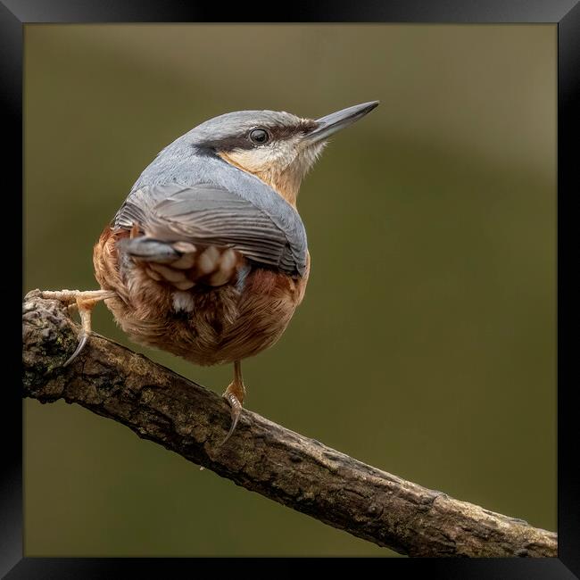 Nuthatch bird looking up Framed Print by Jonathan Thirkell
