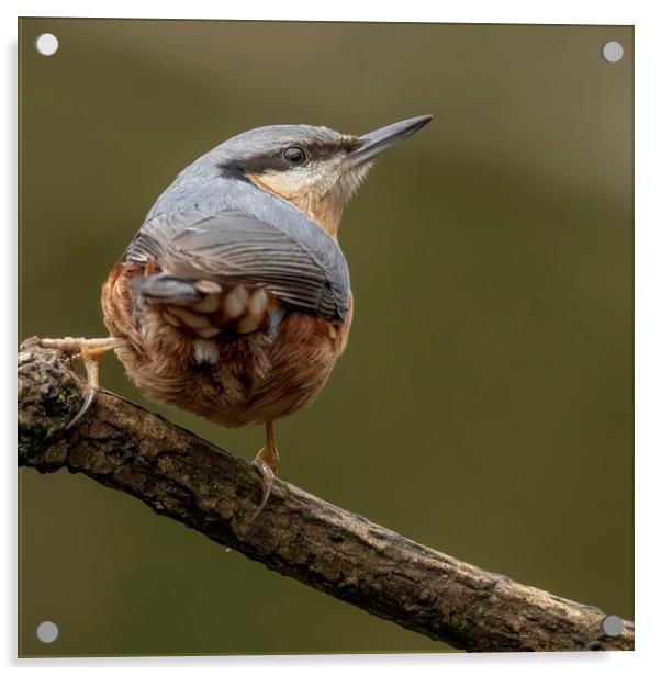 Nuthatch bird looking up Acrylic by Jonathan Thirkell