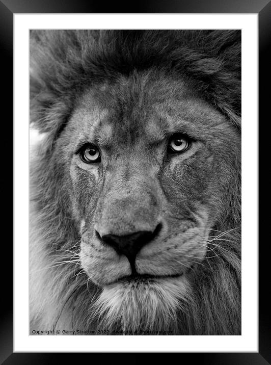 Portrait of an African Lion Framed Mounted Print by Garry Stratton
