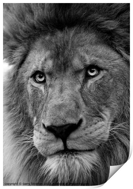 Portrait of an African Lion Print by Garry Stratton
